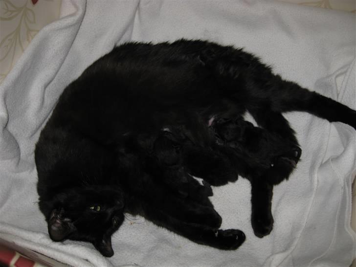 Huskat Pepsi billede 5