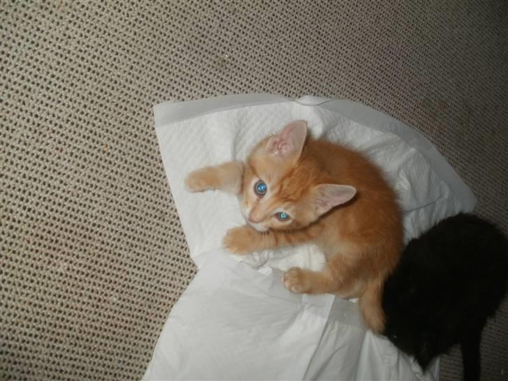 Blanding af racer Mathias billede 2