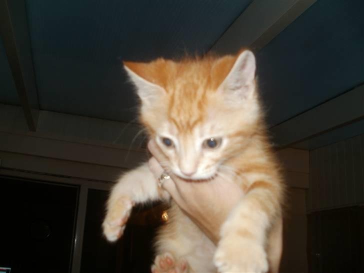 Blanding af racer Mathias billede 3