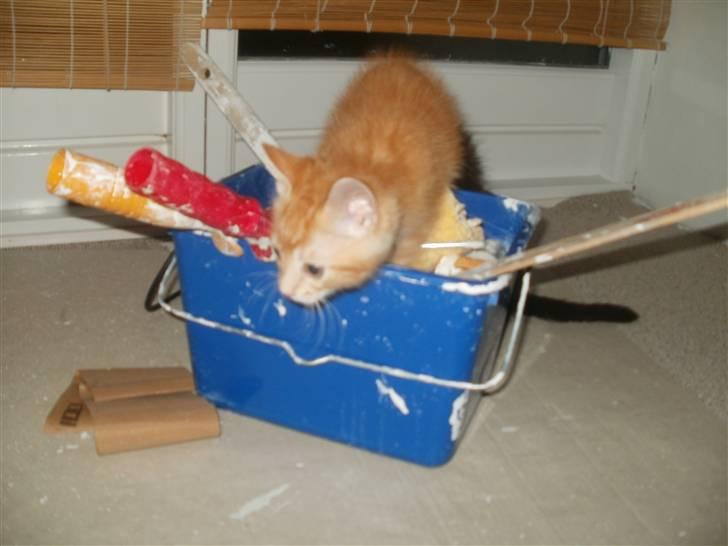 Blanding af racer Mathias - han er en lille bandit:) billede 4