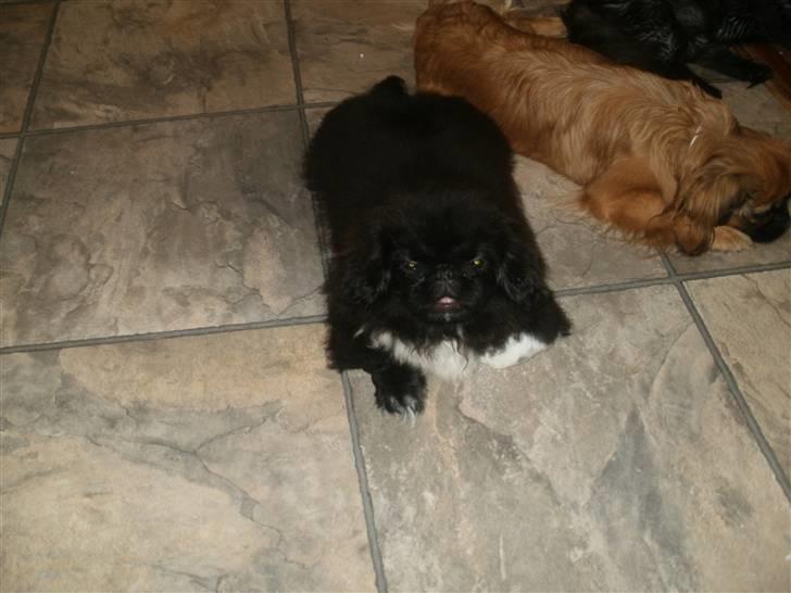 Blanding af racer Mathias - En af Mathias bedste venner vores hund Noah:) billede 6