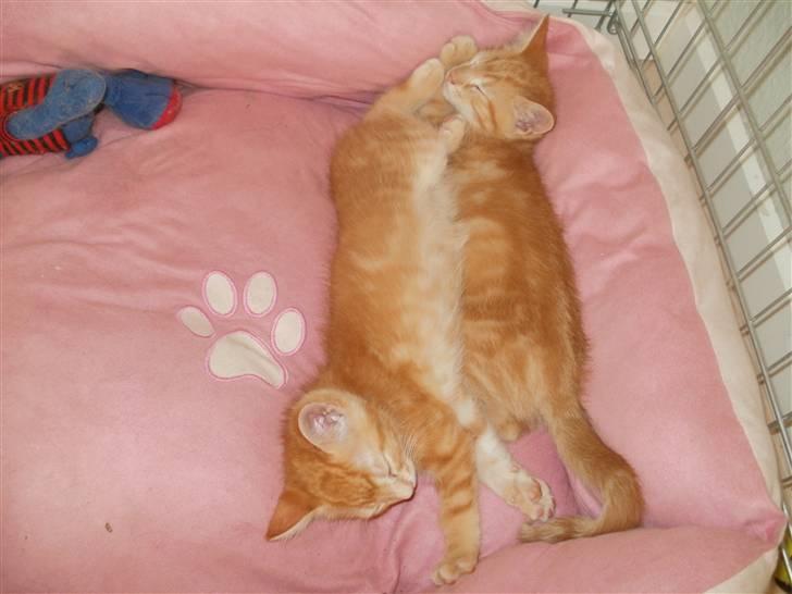 Blanding af racer Mathias - Mathias og hans bror Wilson putter:) billede 7