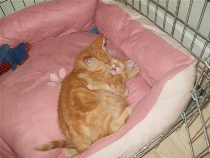 Blanding af racer Mathias - se hvor glade de er for hinanden:) billede 8