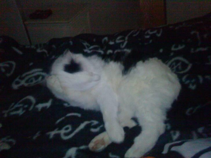 Huskat Bølle-Mis billede 16