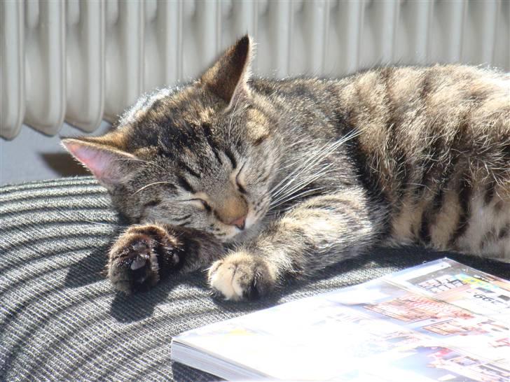 Huskat Maddi billede 1