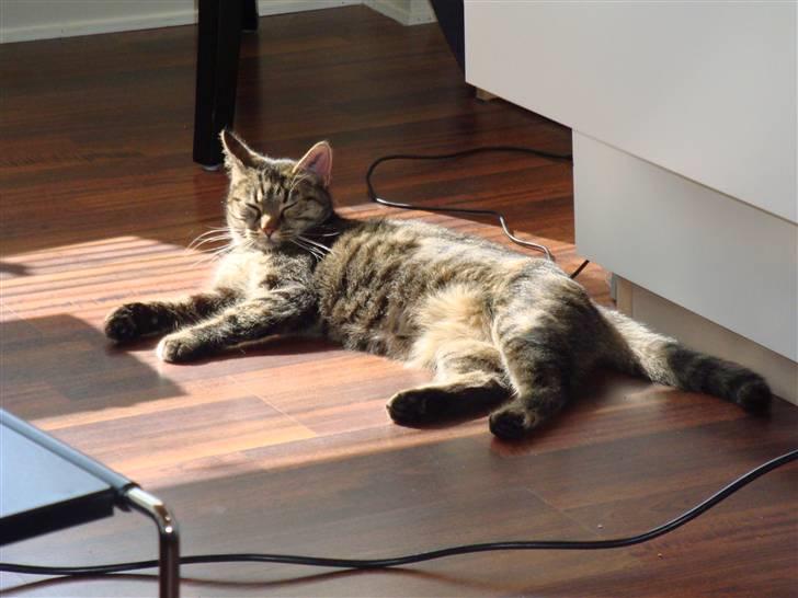 Huskat Maddi - Dejligt med noget sol :) billede 2