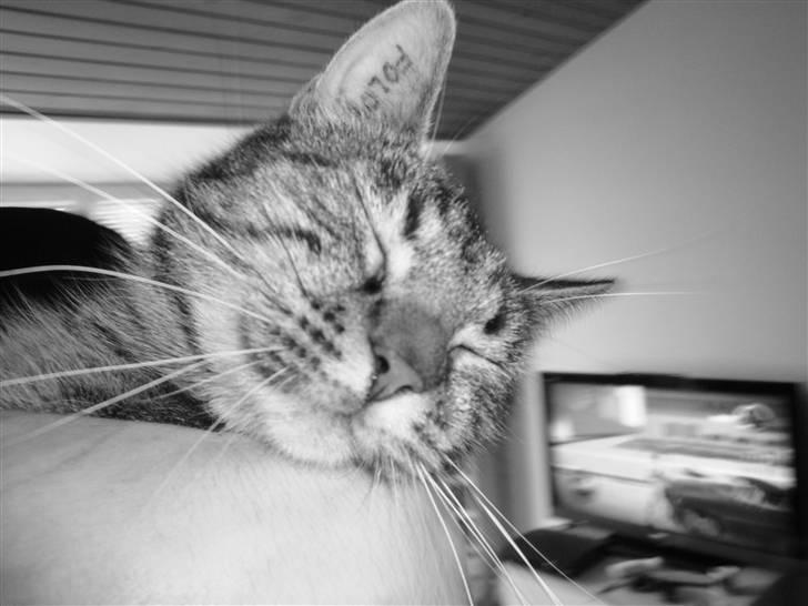 Huskat Maddi billede 3