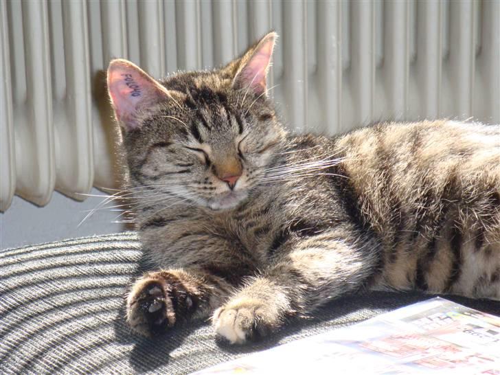 Huskat Maddi billede 5