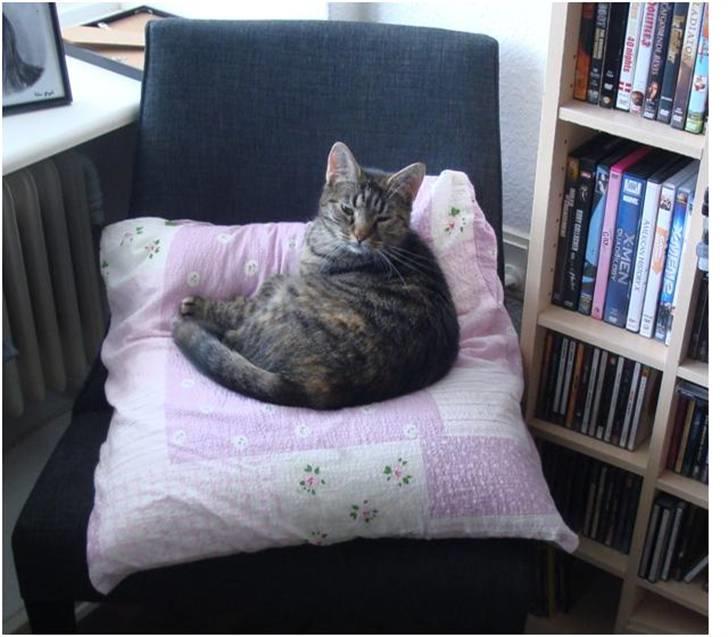 Huskat Maddi billede 6