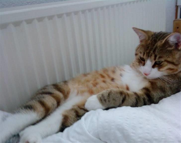 Huskat Ketil billede 1