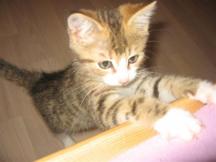 Huskat Ketil billede 3