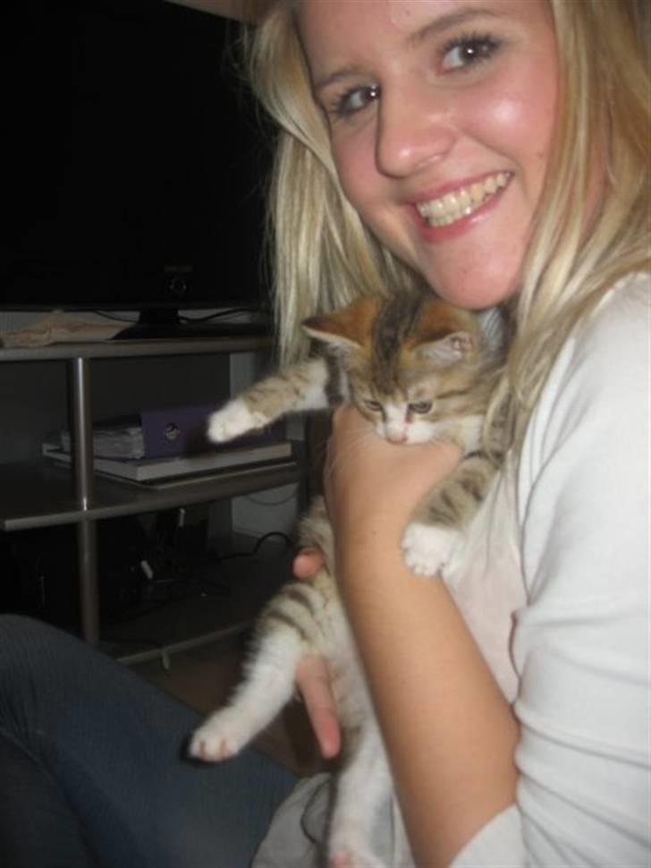 Huskat Ketil billede 4