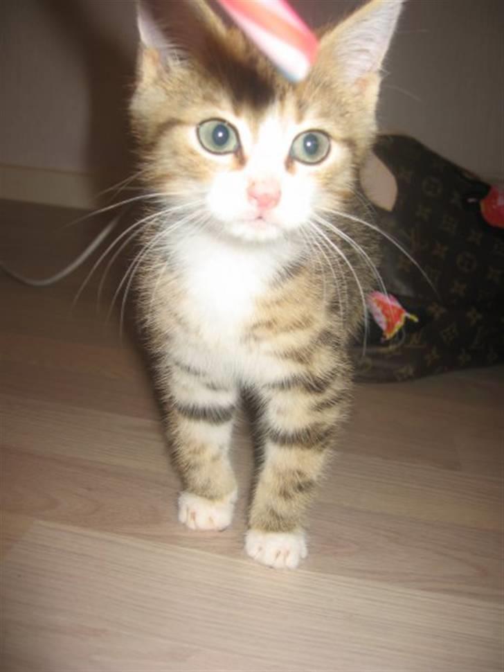 Huskat Ketil billede 5