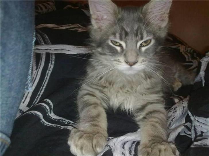 Maine Coon Arne billede 2