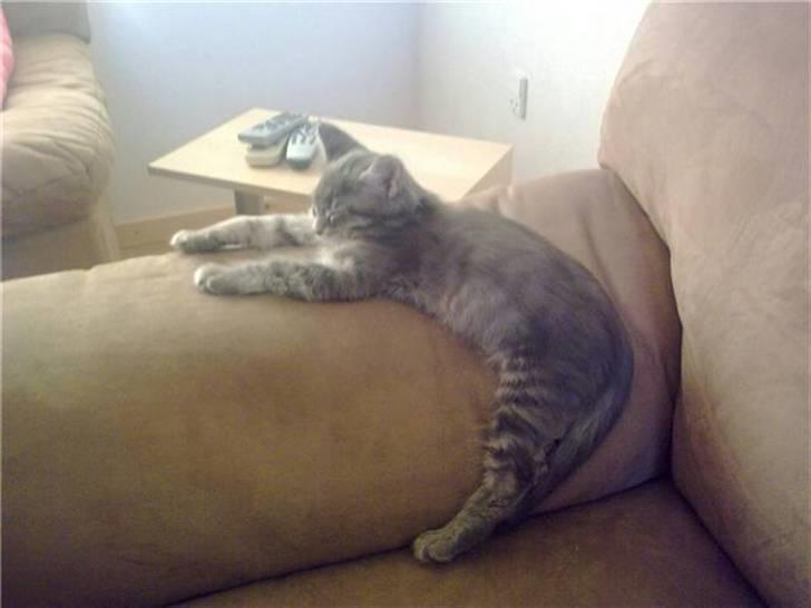 Maine Coon Arne billede 3