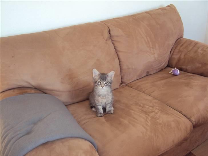 Maine Coon Arne billede 4