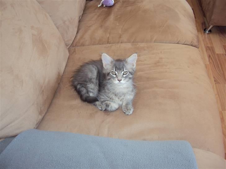 Maine Coon Arne billede 5