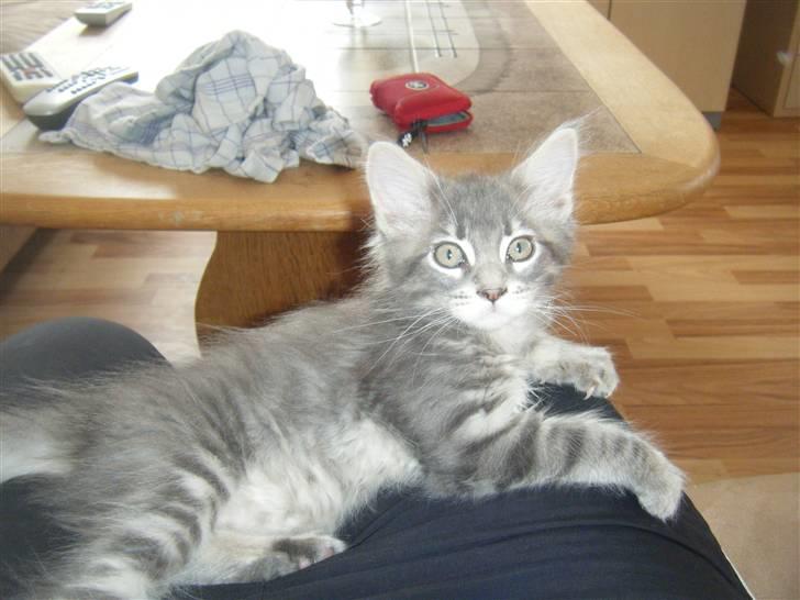 Maine Coon Arne billede 7