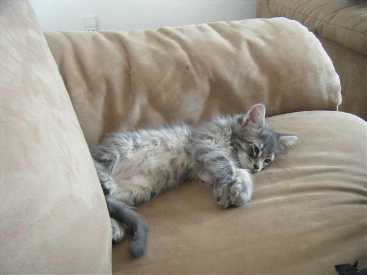 Maine Coon Arne billede 8