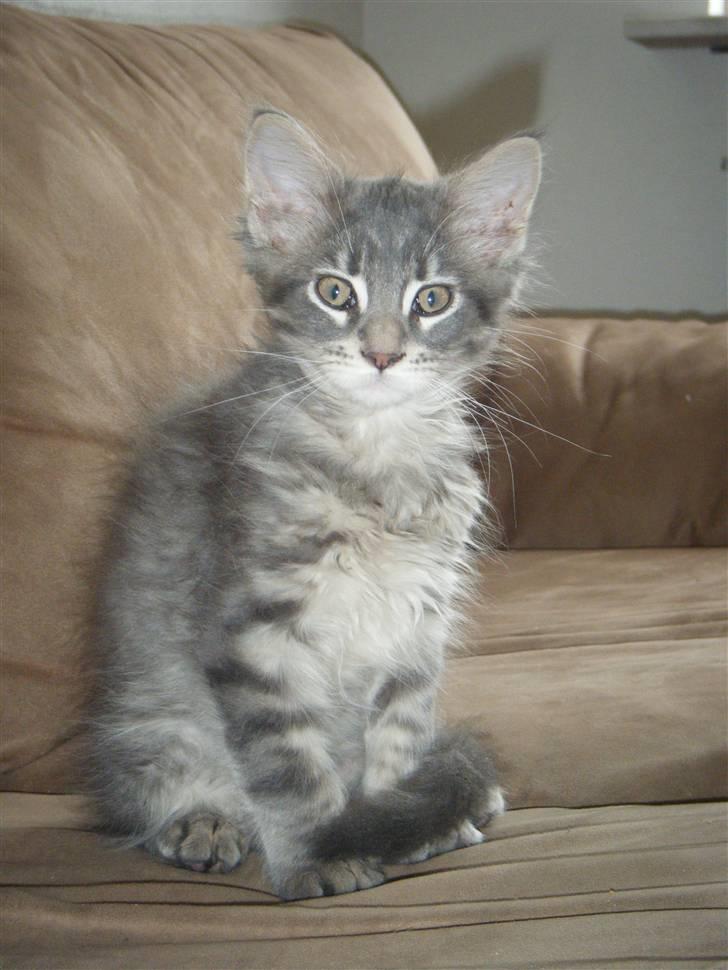 Maine Coon Arne billede 10