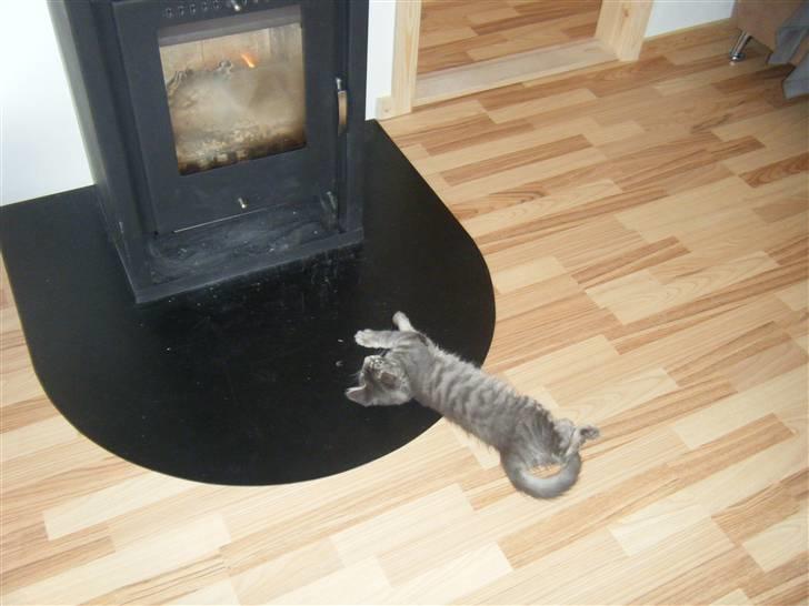 Maine Coon Arne billede 11