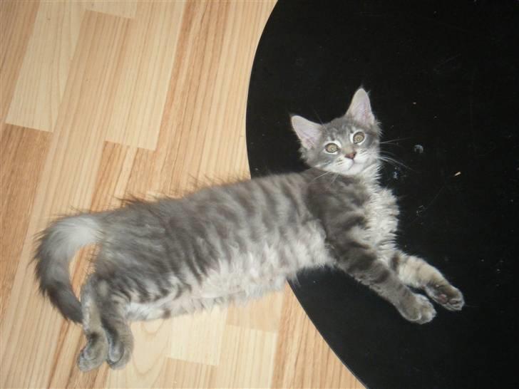 Maine Coon Arne billede 12