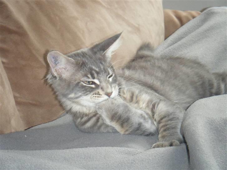 Maine Coon Arne billede 13