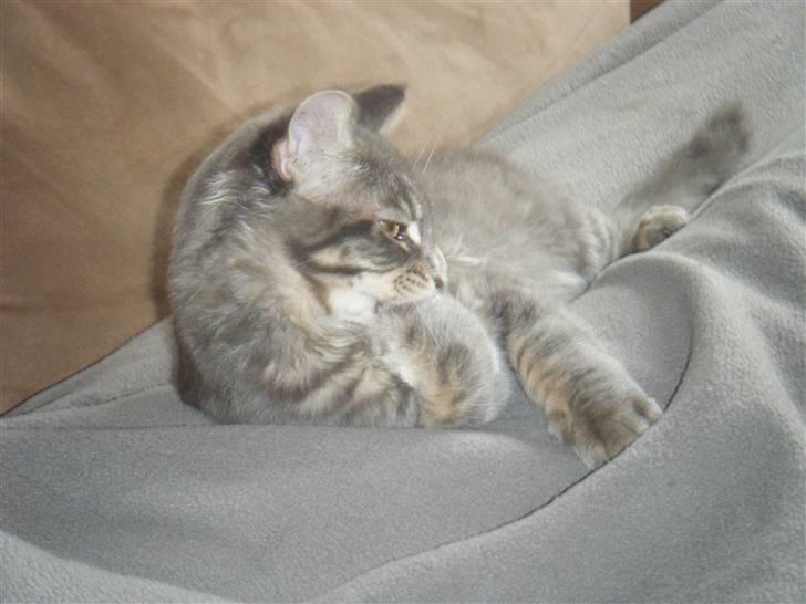 Maine Coon Arne billede 14