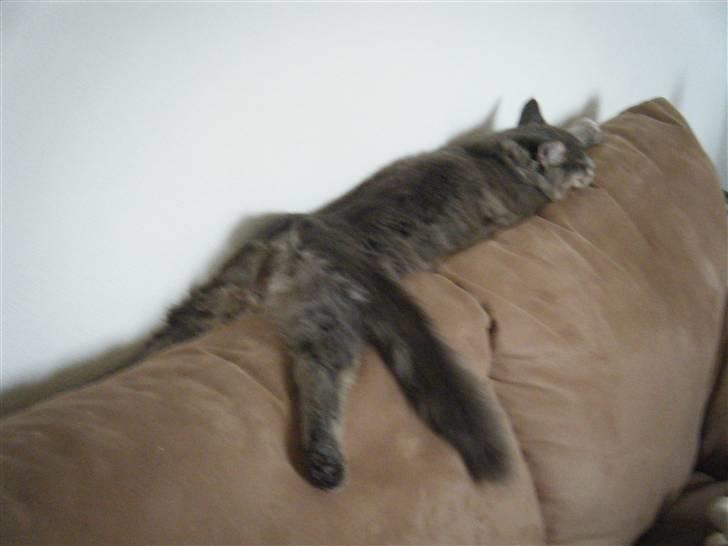 Maine Coon Arne billede 15