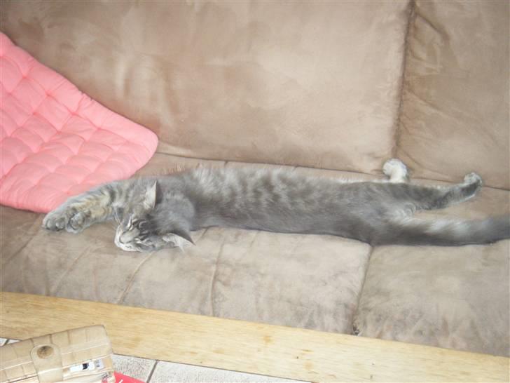 Maine Coon Arne billede 16