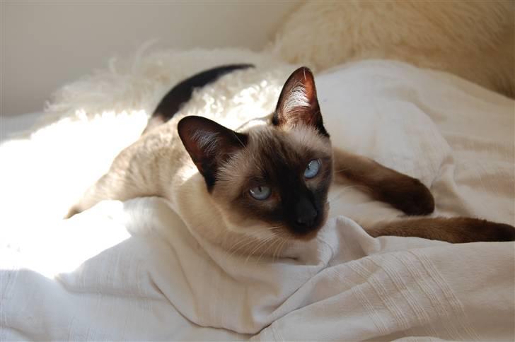 Siameser Icidor (Micio) Dimarli billede 1