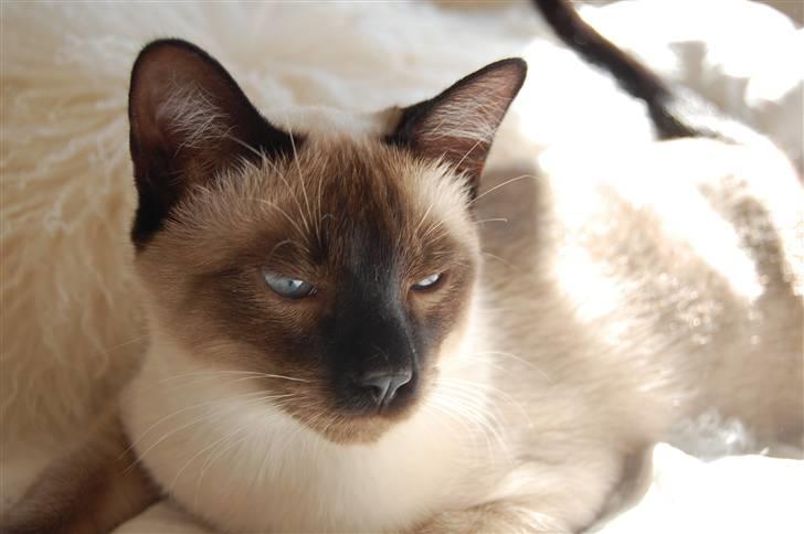 Siameser Icidor (Micio) Dimarli billede 2