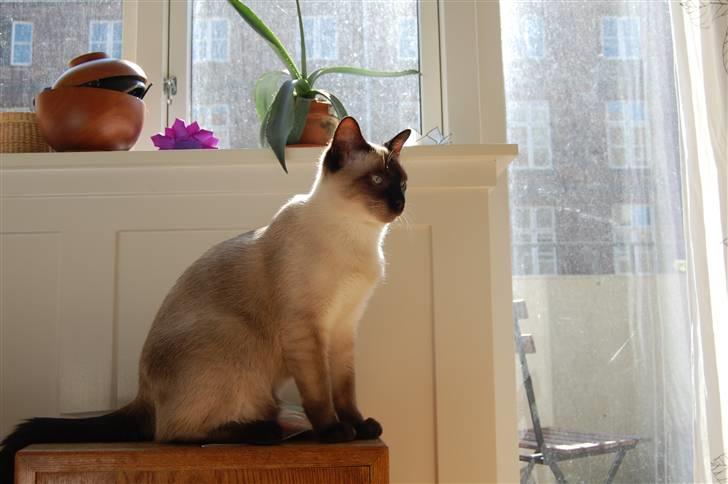 Siameser Icidor (Micio) Dimarli billede 3