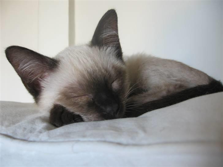 Siameser Icidor (Micio) Dimarli billede 4