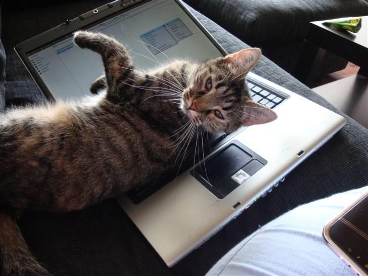 Huskat Maddi - Vi er ikke helt enige om hvem der skal bruge computeren, og hvornår :)  billede 7