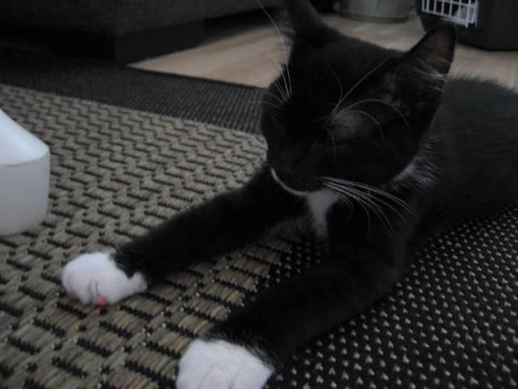 Blanding af racer Magnus billede 1