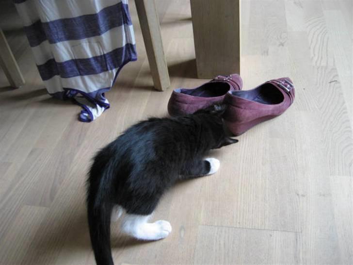 Blanding af racer Magnus billede 2