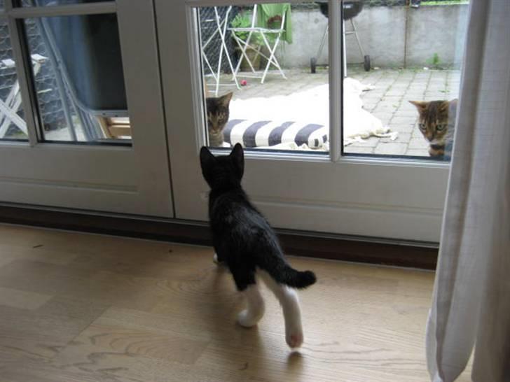 Blanding af racer Magnus billede 3