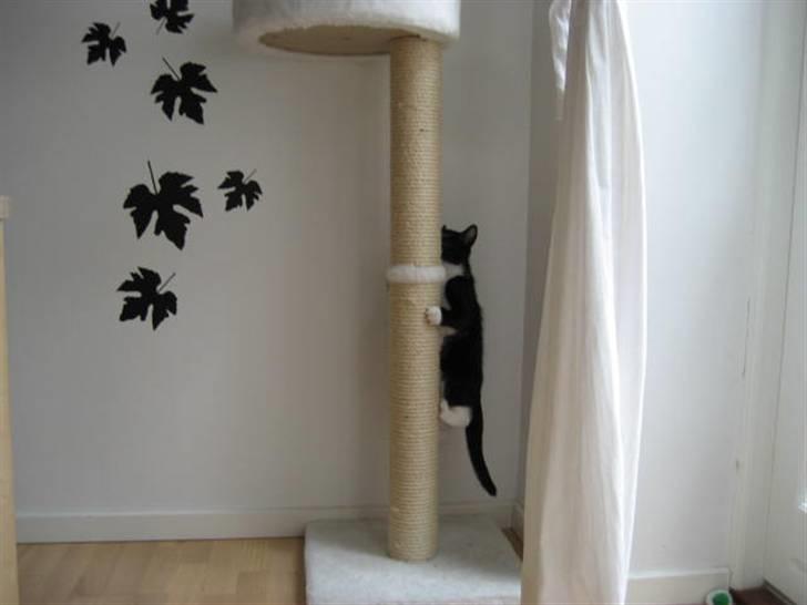 Blanding af racer Magnus billede 4