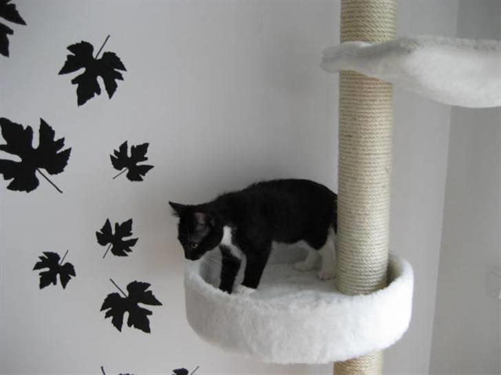 Blanding af racer Magnus billede 5