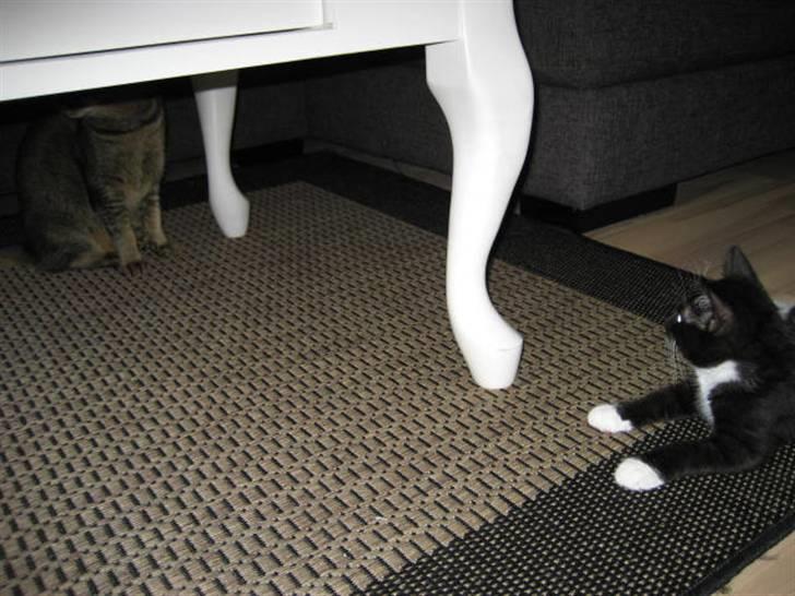 Blanding af racer Magnus billede 6