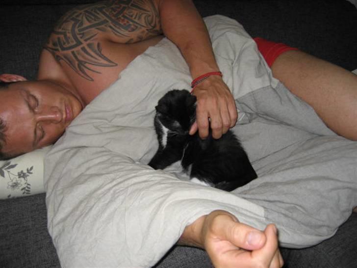 Blanding af racer Magnus billede 7