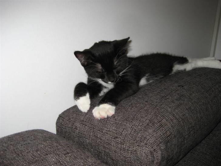 Blanding af racer Magnus billede 8