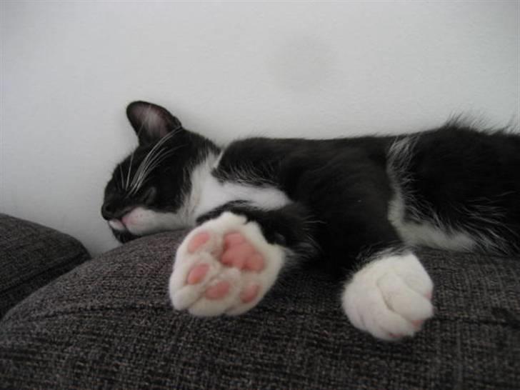 Blanding af racer Magnus billede 9