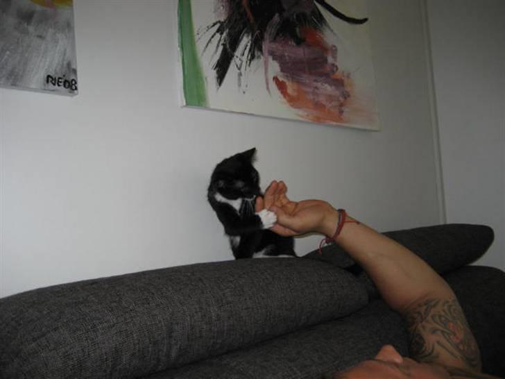 Blanding af racer Magnus billede 10