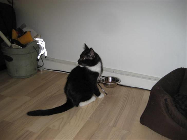 Blanding af racer Magnus billede 11