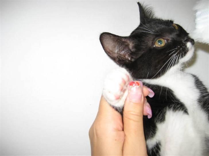 Blanding af racer Magnus billede 12