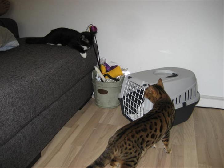 Blanding af racer Magnus billede 13