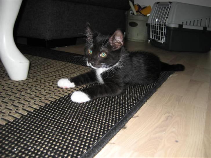 Blanding af racer Magnus billede 14