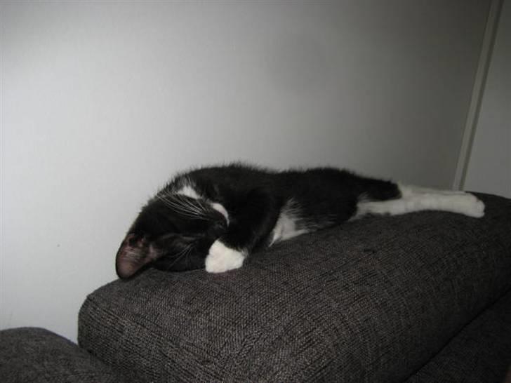 Blanding af racer Magnus billede 15